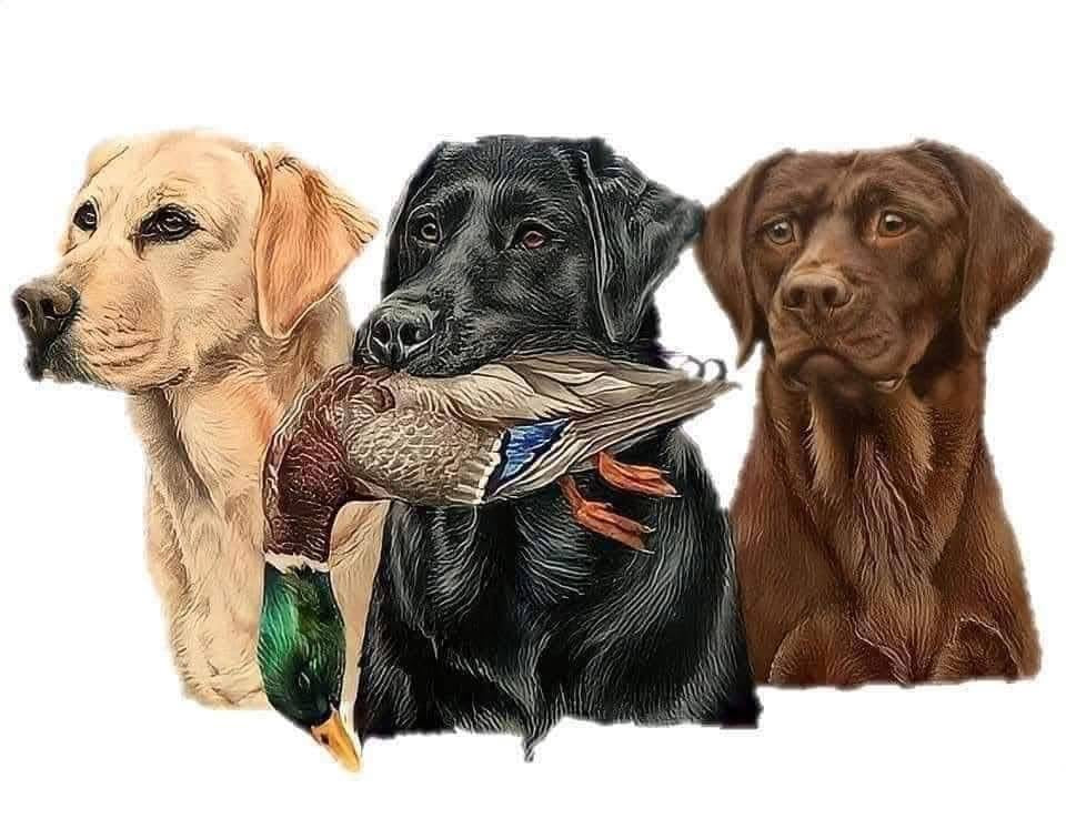 Duck Hunting Labs