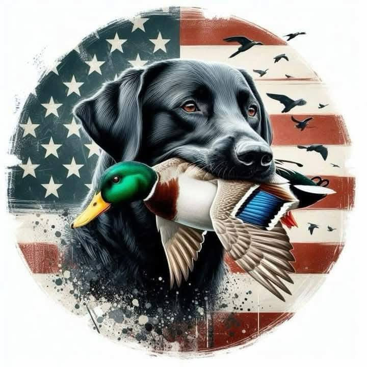 Flag Duck Lab